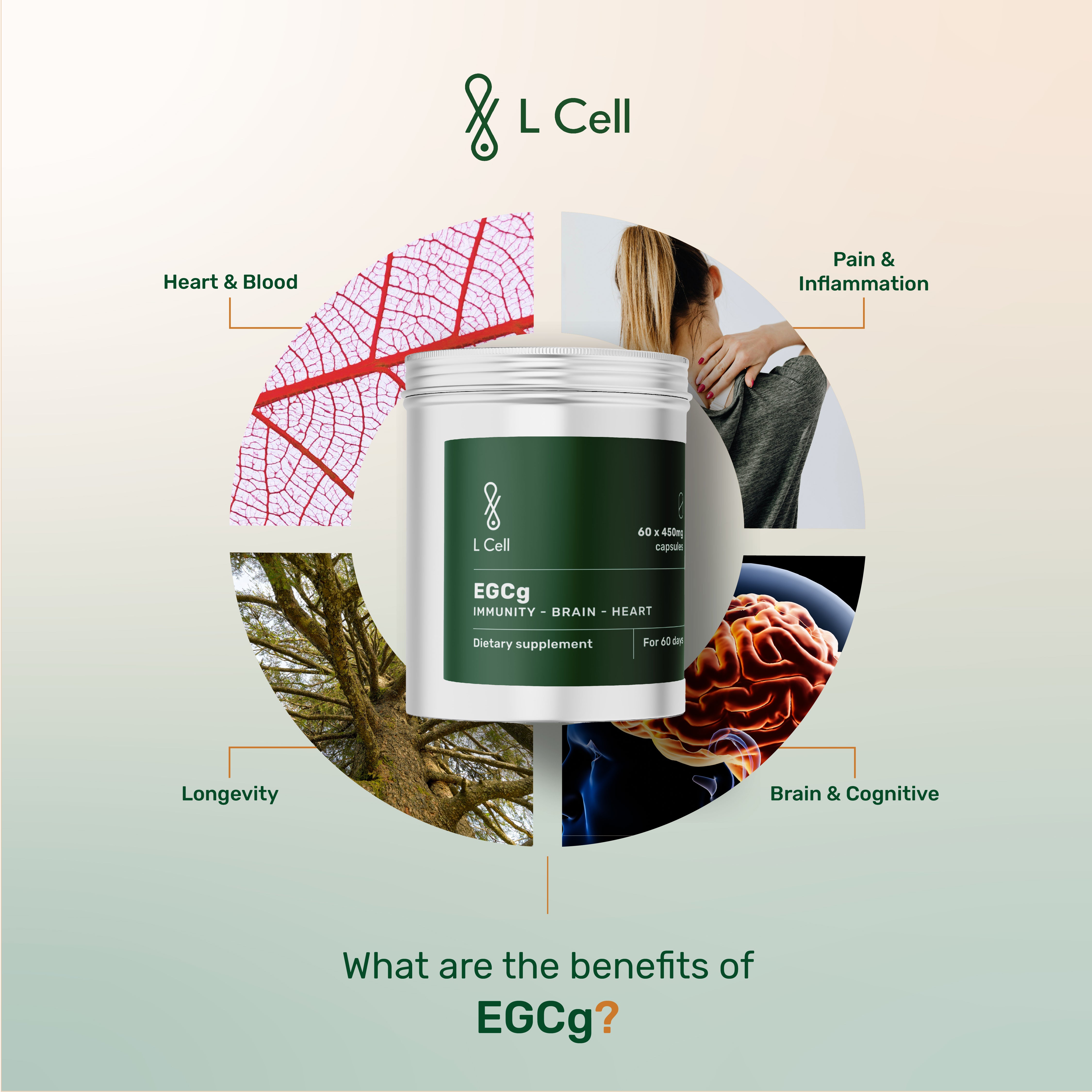 EGCG Pulver 30g (60 Portionen, >90% Reinheit)