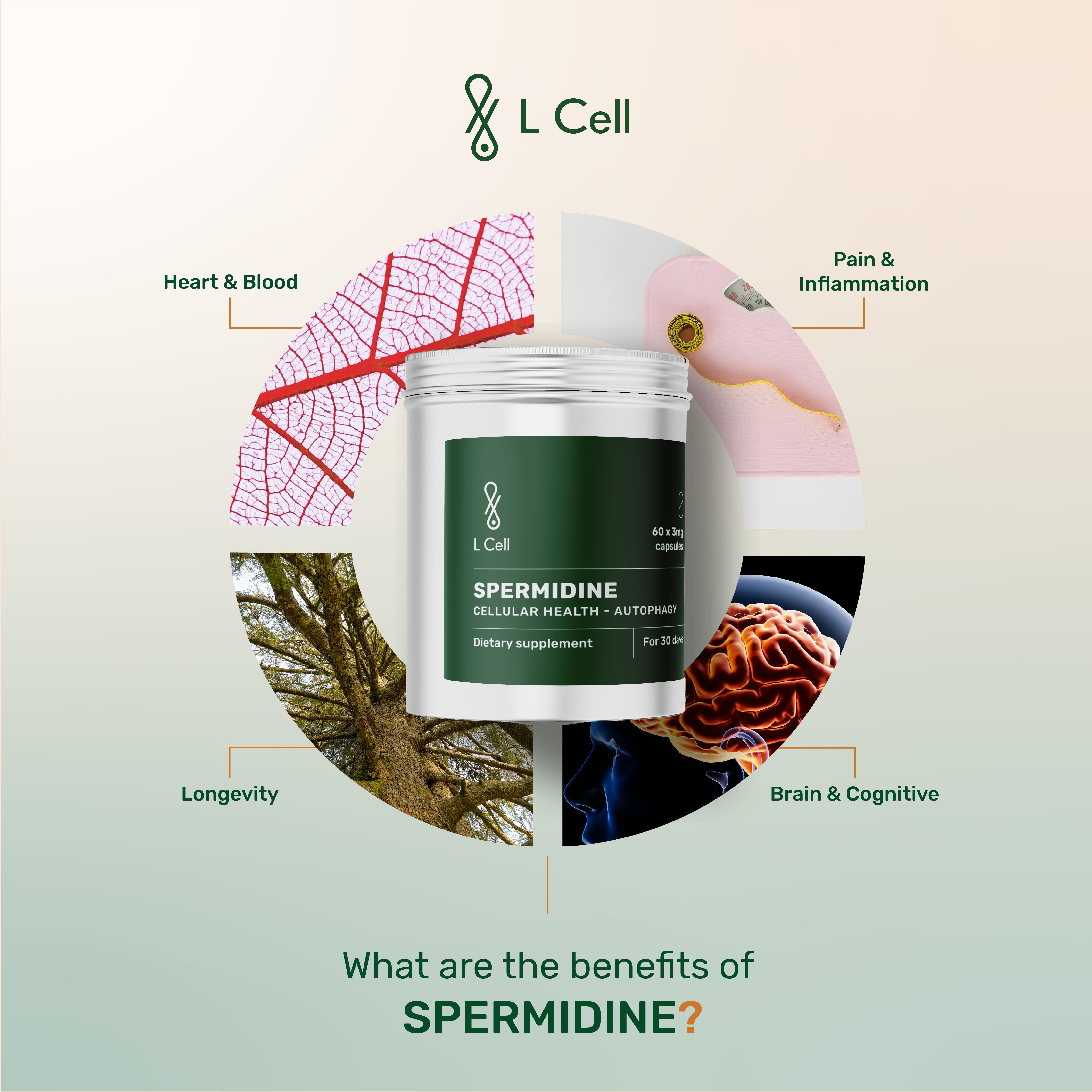 Spermidin-Pulver 15g (30 Portionen, 1,2% Konzentration)